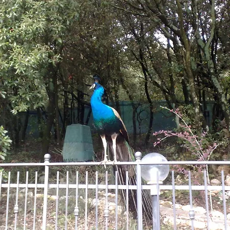 Spring Перуджа